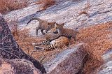 Three Leopard Cubs Playing with their Mother