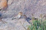 Mother and Cub, Jawai Bandh Leopard Conservation Reserve, Rajasthan, India