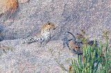 Mother watches her Cubs, Jawai Bandh Leopard Conservation Reserve