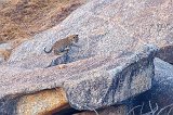 Cub Jumping over Granite Rocks, Jawai Bandh Leopard Conservation Reserve