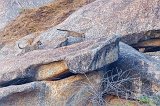 Three Cubs Playing, Jawai Bandh Leopard Conservation Reserve