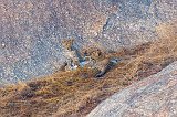 Three Leopard Cubs at Play, Jawai Bandh Leopard Conservation Reserve
