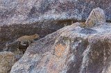 Two Indian Leopard Cubs, Jawai Bandh Leopard Conservation Reserve, Rajasthan, India