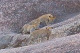 Jawai Bandh Leopard Conservation Reserve, Rajasthan, India