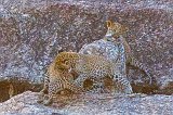 Jawai Bandh Leopard Conservation Reserve, Rajasthan, India