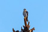 Asian Black-Winged Kite (Elanus Caeruleus Vociferus)