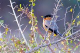 Brahminy Starling (Sturnia Pagodarum)