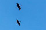 Indian Cormorants (Phalacrocorax Fuscicollis) in Flight