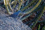Blue Rock Thrush (Monticola Solitarius)