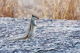 Three-Striped Palm Squirrel (Funambulus Palmarum)