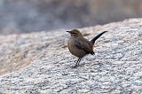 Indian Robin (Copsychus Fulicatus)