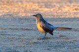Large Gray Babbler (Argya Malcolmi) 