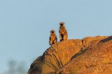 Northern Plains Gray Langurs (Semnopithecus Entellus)