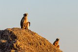 Northern Plains Gray Langurs (Semnopithecus Entellus)