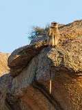 Northern Plains Gray Langur (Semnopithecus Entellus)