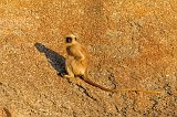 Northern Plains Gray Langur (Semnopithecus Entellus)