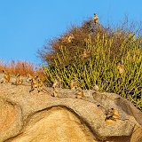 Northern Plains Gray Langurs (Semnopithecus Entellus)