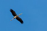 Painted Stork (Mycteria Leucocephala) 