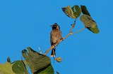 Red-Vented Bulbul (Pycnonotus Cafer) 