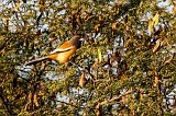 Rufous Treepie (Dendrocitta Vagabunda)