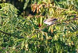 Lesser Whitethroat (Curruca Curruca)