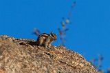 Indian Palm Squirrel (Funambulus Palmarum)