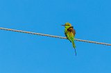 Asian Green Bee-Eater (Merops Orientalis)