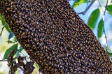 Rock Bees (Apis Dorsata)