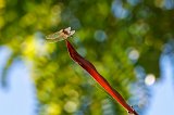 Crimson Marsh Glider (Trithemis Aurora)
