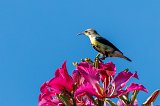 Purple-Rumped Sunbird (Leptocoma Zeylonica)
