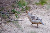Grey Francolin (Ortygornis Pondicerianus) 