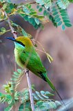 Asian Green Bee-Eater (Merops Orientalis)