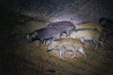  Indian boar (Sus scrofa cristatus)