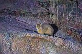 Jungle Cat (Felis Chaus)
