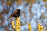 Indian Robin (Copsychus Fulicatus)