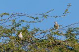 Eurasian Collared Dove (Streptopelia Decaocto)