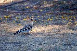 Eurasian Hoopoe (Upupa Epops) 