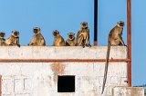 Northern Plains Gray Langurs (Semnopithecus Entellus)