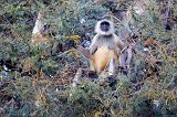 Northern Plains Gray Langurs (Semnopithecus Entellus)