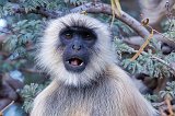 Northern Plains Gray Langur (Semnopithecus Entellus)