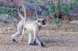 Northern Plains Gray Langur (Semnopithecus Entellus)