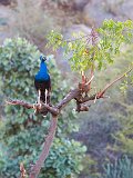 Indian Peacock on a Tree
