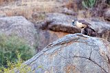 Indian Peahen on a Granite Rock