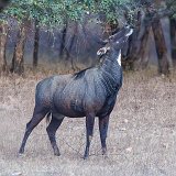 Male Nilgai (Boselaphus tragocamelus)