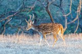 Male Chital (Axis axis), Ranthambore National Park