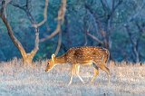 Female Chital (Axis axis), Ranthambore National Park