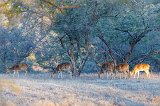 Chital Herd, Ranthambore National Park