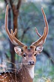 Portrait of Male Chital (Axis axis)