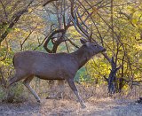 Indian Sambar (Rusa unicolor unicolor), Ranthambore National Park