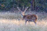 Male Chital (Axis axis), Ranthambore National Park